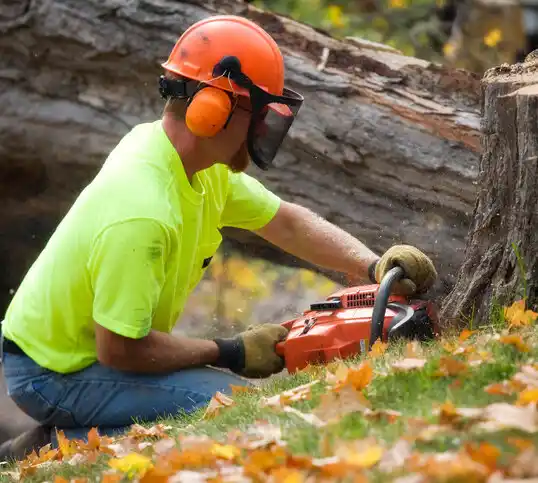 tree services Lucama